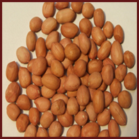 Manufacturers Exporters and Wholesale Suppliers of PEANUTS 01 Palanpur Gujarat